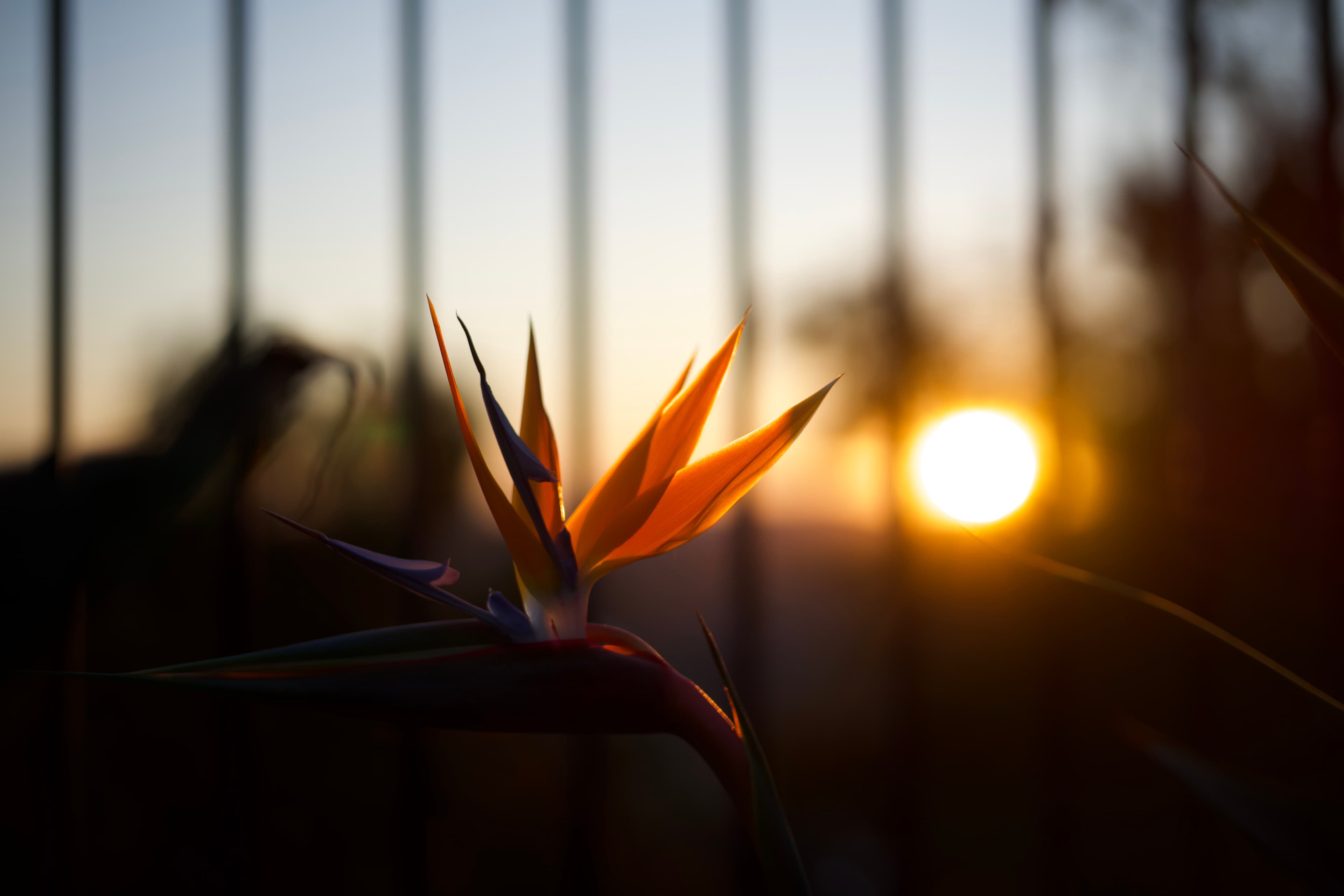 Bird of Paradise at sunset