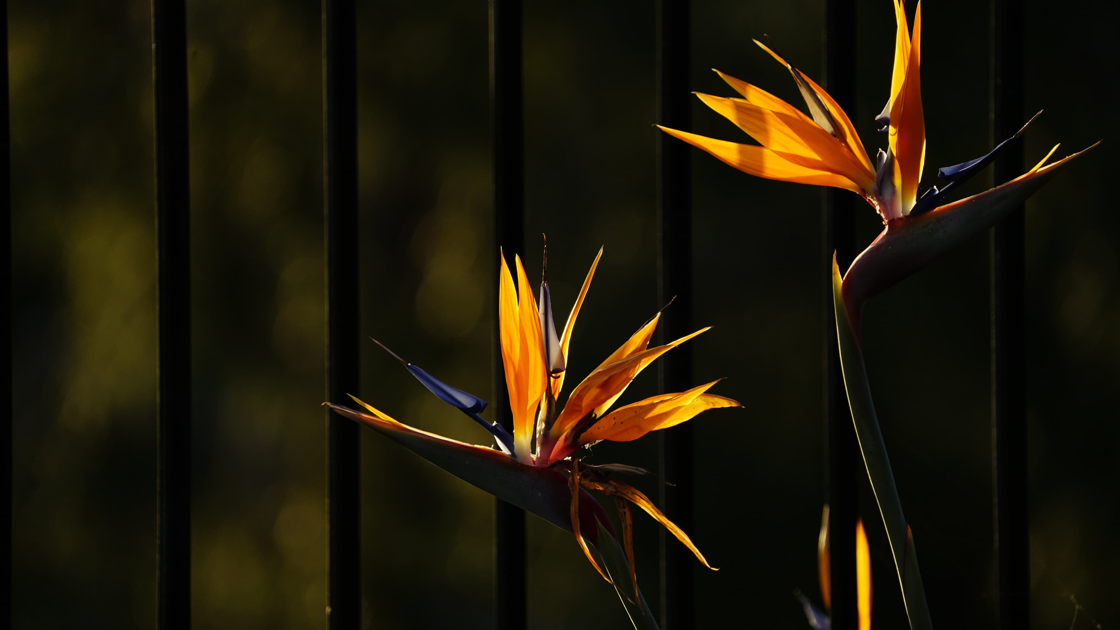 Bird of Paradise